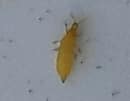 Thrips immature.