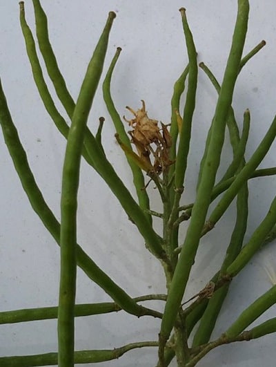 Thrips damage is not always just the curled pods.