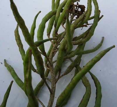 Thrips are also believed to have caused this damage.