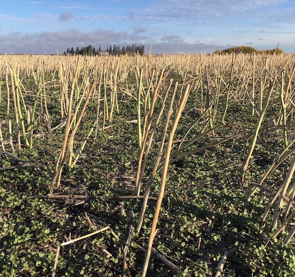 volunteer canola