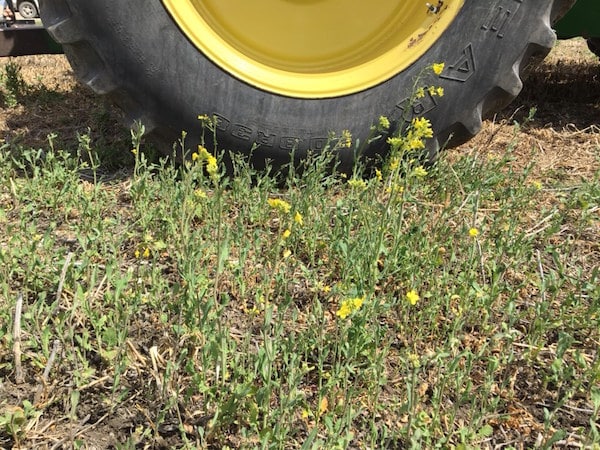 volunteer canola