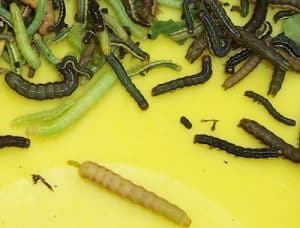 These are all bertha army worms