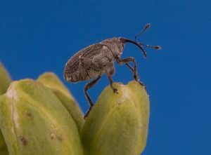Cabbage seedpod weevil