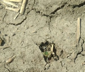 Crusted soils will impede canola emergence