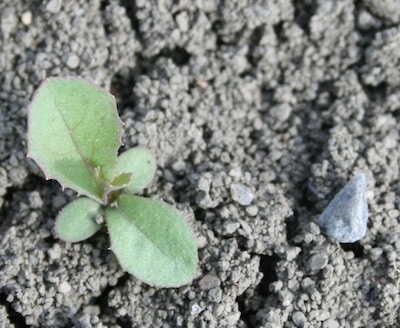 Dandelion seedling.