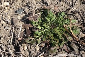 An overwintered dandelion in late April.