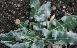 Frost on a dandelion
