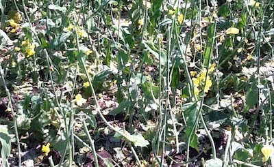 Hail damage at mid to late flower can result in high yield losses. If trying a rescue treatment, check that there is leaf area to take up the treatment, and that the crop has any chance of recovery.