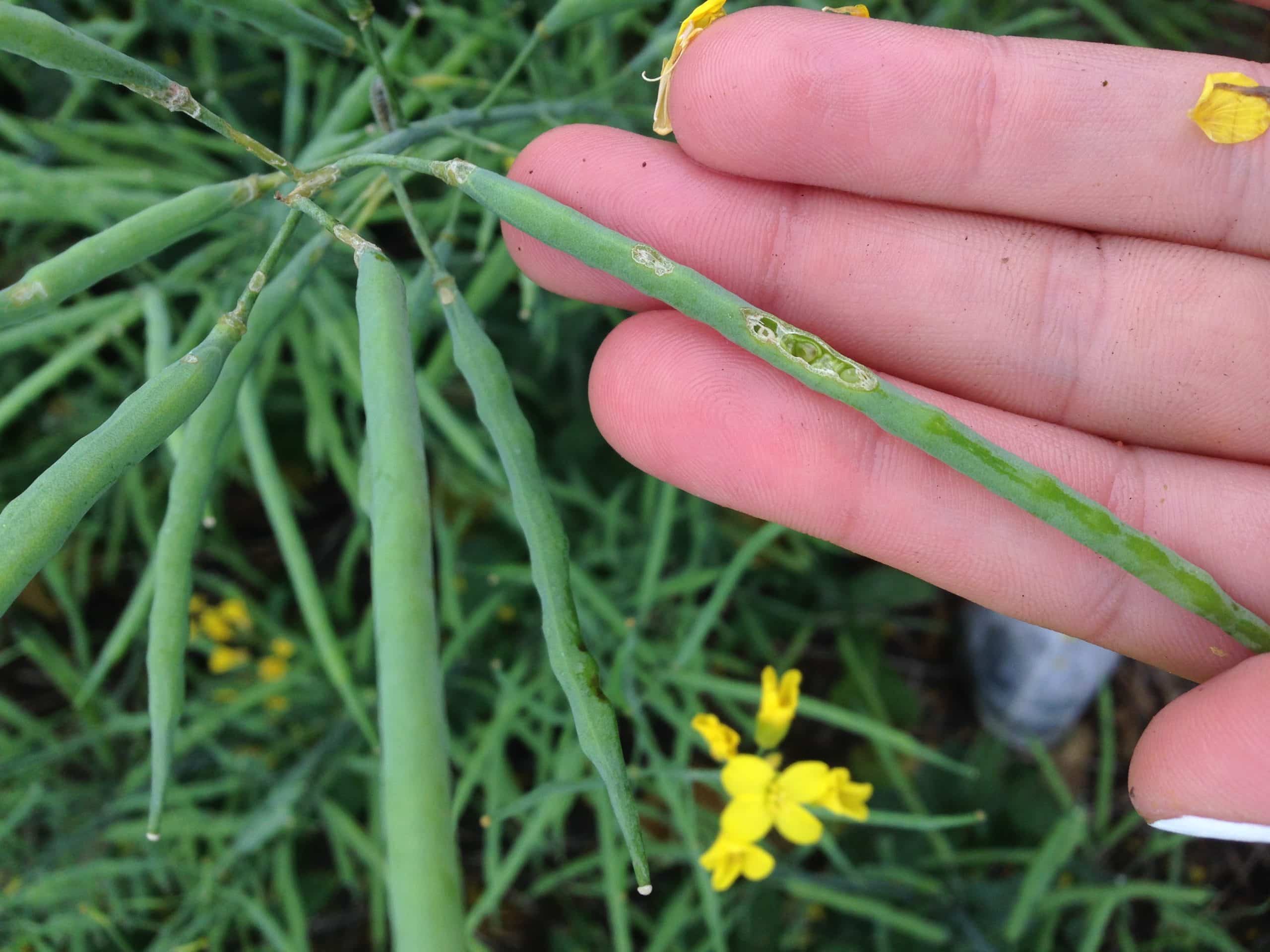 insectdamage_grasshopper_medsteadsk_august62015_amandawucher