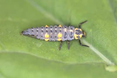 ladybeetlelarva_opt