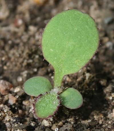 Spiny annual sow thistle. Source: Clark Brenzil