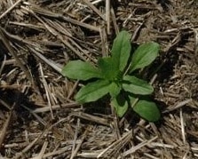 Stinkweed