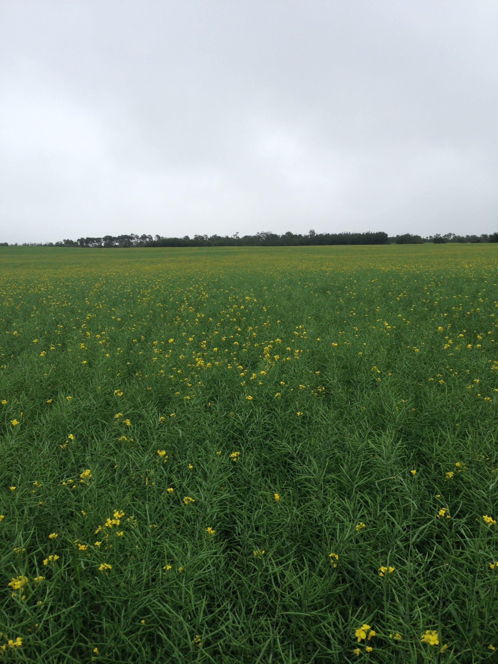 uccsite_untreated_medsteadsk_august62015_amandawuchner