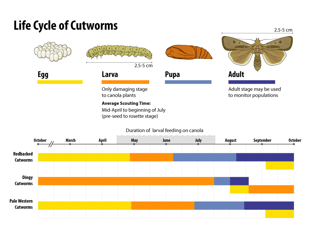 Cutworms life cycle infographic