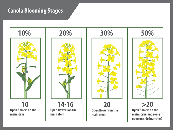 CCC Canola flowering stages guide