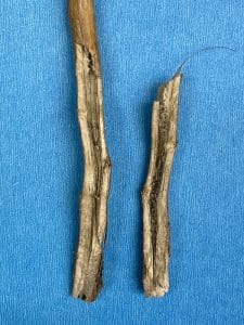 Verticillium stripe infects up the stem