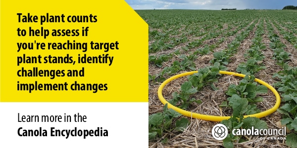 Routine canola plant counts