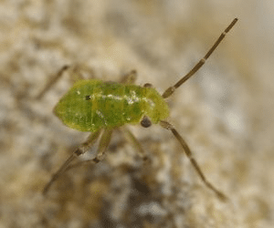 an early instar lygus