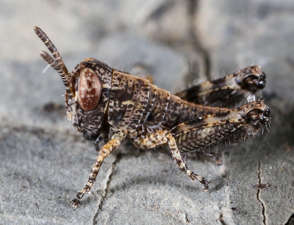 Migratory grasshopper nymph