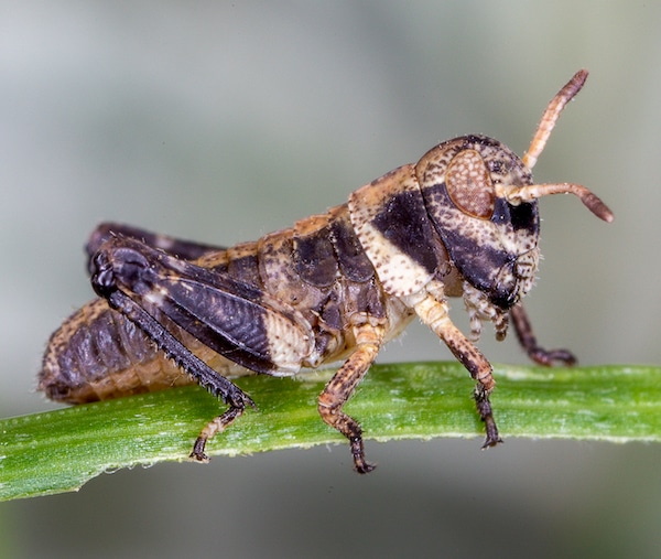 Clearwinged grasshopper nymph