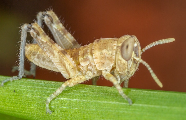 Packard's grasshopper nymph