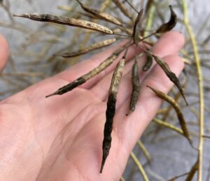 Sooty mould on canola pods. Credit: Amanda Smith