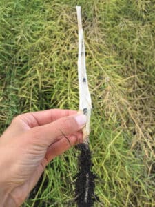 Sclerotinia – Sclerotia bodies in a sclerotinia-infected canola stem