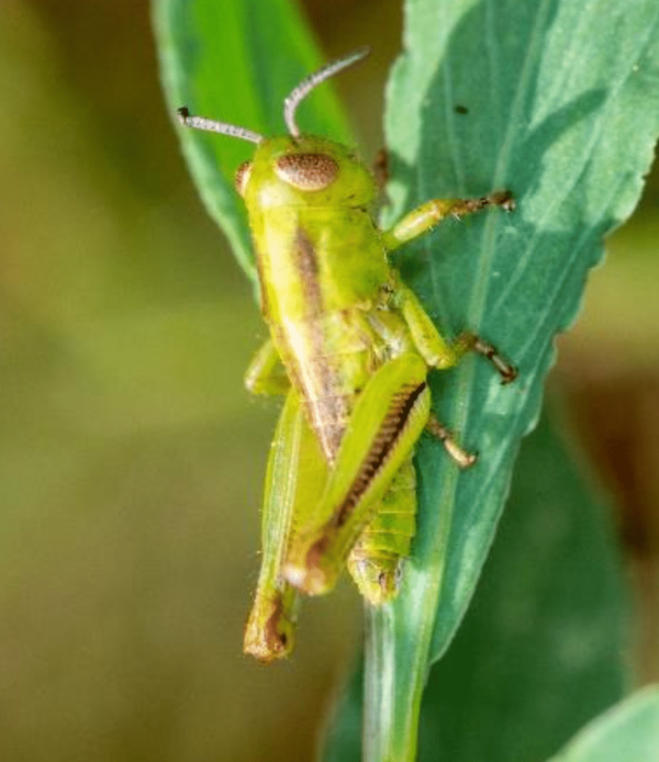 Two striped grasshopper, third instar