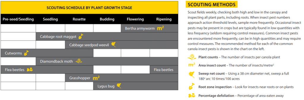Excerpt from the CCC Canola Insect Scouting Guide