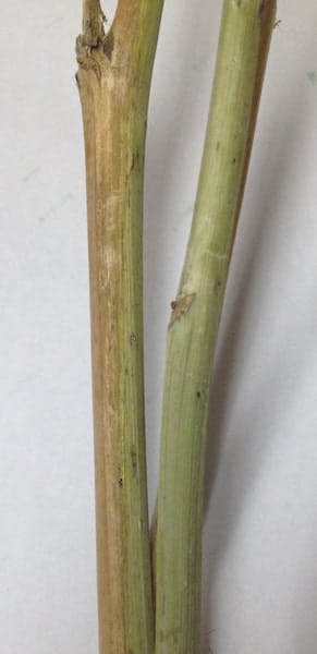 Verticillium Wilt in Canola, Canola Watch, Canola Council of Canada