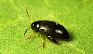 Cabbage stem flea beetle