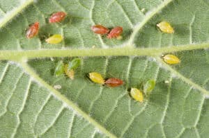 Peach aphid, Myzus persicae, Rothamsted Research