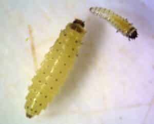 Pollen beetle larvae