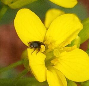 Pollen beetle adult