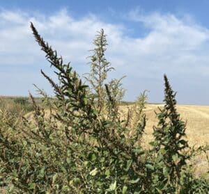 waterhemp